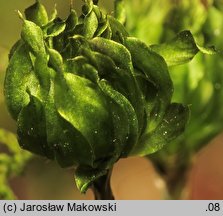 Rhodobryum ontariense (różyczkoprątnik kanadyjski)