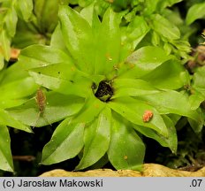 Rhodobryum ontariense (różyczkoprątnik kanadyjski)