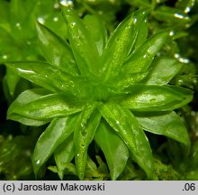 Rhodobryum ontariense (różyczkoprątnik kanadyjski)