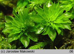 Rhodobryum ontariense (różyczkoprątnik kanadyjski)