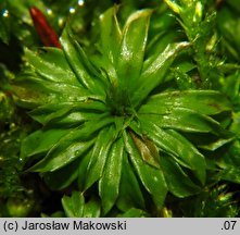 Rhodobryum ontariense (różyczkoprątnik kanadyjski)