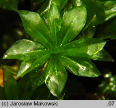 Rhodobryum roseum (różyczkoprątnik pospolity)