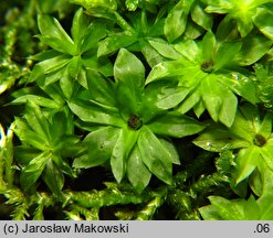 Rhodobryum roseum (różyczkoprątnik pospolity)