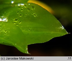 Rhodobryum roseum (różyczkoprątnik pospolity)