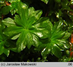 Rhodobryum roseum (różyczkoprątnik pospolity)