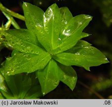 Rhodobryum roseum (różyczkoprątnik pospolity)