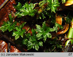 Rhodobryum roseum (różyczkoprątnik pospolity)