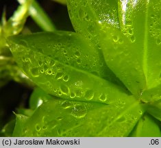 Rhodobryum roseum (różyczkoprątnik pospolity)