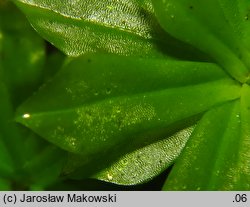 Rhodobryum roseum (różyczkoprątnik pospolity)