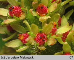 Rhus typhina (sumak octowiec)