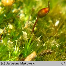 Rhynchostegiella tenella (ostrószek delikatny)