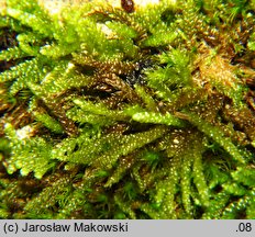 Rhynchostegium murale (ostrosz murowy)