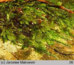 Rhynchostegium murale (ostrosz murowy)