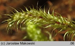 Rhytidiadelphus loreus (fałdownik rzemienny)