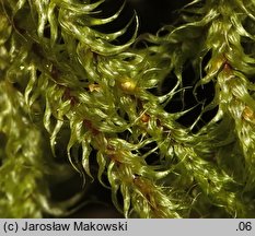 Rhytidiadelphus loreus (fałdownik rzemienny)