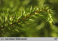 Rhytidiadelphus loreus (fałdownik rzemienny)