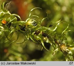 Rhytidiadelphus loreus (fałdownik rzemienny)