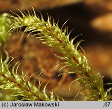 Rhytidiadelphus loreus (fałdownik rzemienny)