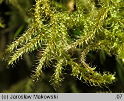 Rhytidiadelphus loreus (fałdownik rzemienny)