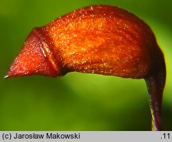 Rhytidiadelphus loreus (fałdownik rzemienny)