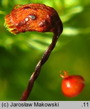 Rhytidiadelphus loreus (fałdownik rzemienny)