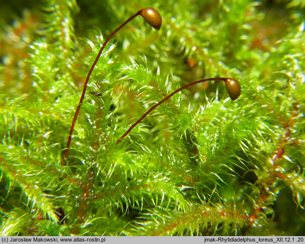 Rhytidiadelphus loreus (fałdownik rzemienny)