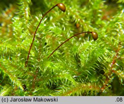 Rhytidiadelphus loreus (fałdownik rzemienny)