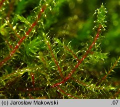 Rhytidiadelphus squarrosus (fałdownik nastroszony)