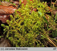 Rhytidiadelphus triquetrus (fałdownik szeleszczący)