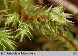 Rhytidiadelphus triquetrus (fałdownik szeleszczący)