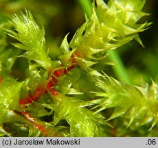 Rhytidiadelphus triquetrus (fałdownik szeleszczący)