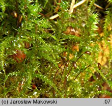 Rhytidiadelphus triquetrus (fałdownik szeleszczący)