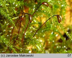 Rhytidiadelphus triquetrus (fałdownik szeleszczący)