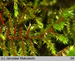 Rhytidiadelphus triquetrus (fałdownik szeleszczący)