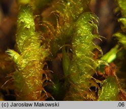 Rhytidium rugosum (fałdziec pomarszczony)