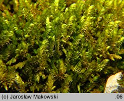 Rhytidium rugosum (fałdziec pomarszczony)