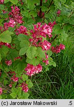 Ribes sanguineum