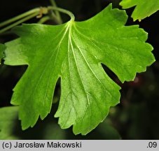 Ribes aureum (porzeczka złota)