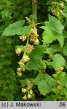 Ribes nigrum (porzeczka czarna)