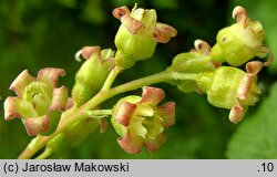 Ribes nigrum (porzeczka czarna)