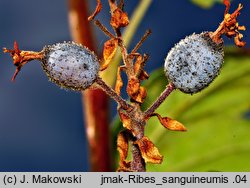 Ribes sanguineum (porzeczka krwista)