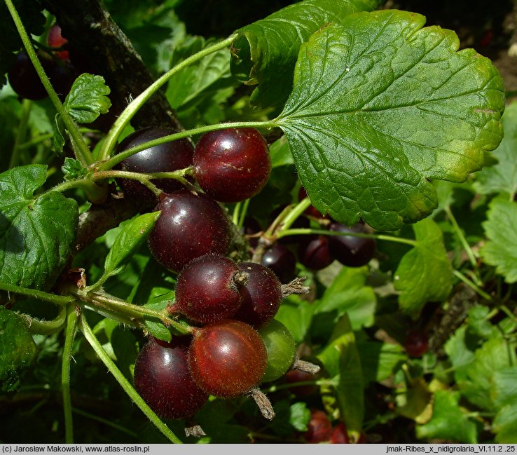 Ribes ×nidigrolaria (porzeczkoagrest)