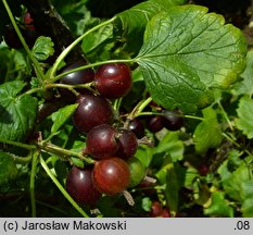 Ribes ×nidigrolaria (porzeczkoagrest)