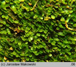 Riccardia latifrons (lśniątka szerokoplechowa)