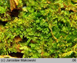 Riccardia latifrons (lśniątka szerokoplechowa)