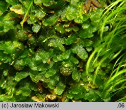 Riccardia latifrons (lśniątka szerokoplechowa)