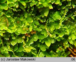 Riccardia latifrons (lśniątka szerokoplechowa)