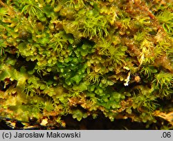 Riccardia latifrons (lśniątka szerokoplechowa)