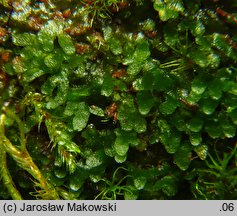 Riccardia latifrons (lśniątka szerokoplechowa)