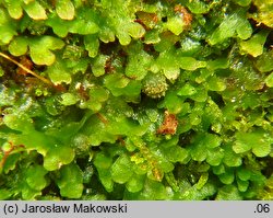 Riccardia latifrons (lśniątka szerokoplechowa)